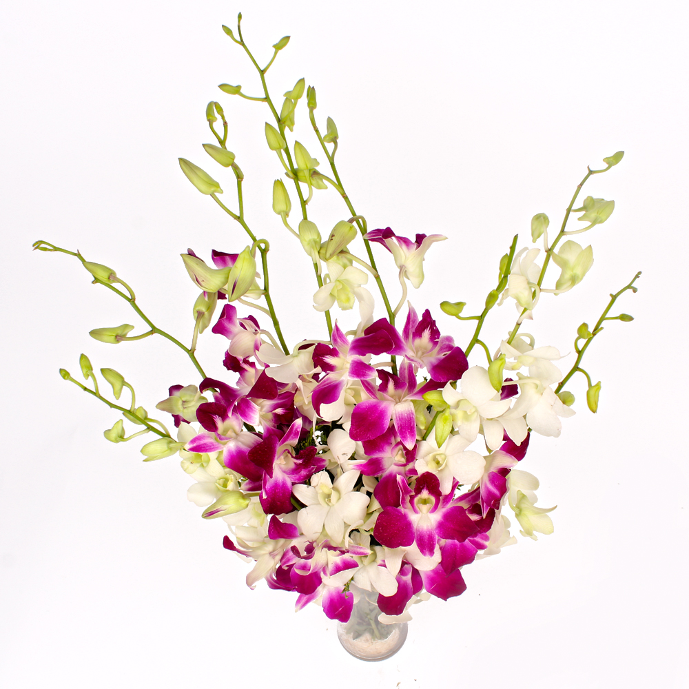 White and Purple Orchids Arranged in a Vase