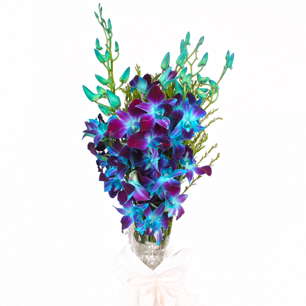 Bouquet of 6 Blue Orchids with Cellophane Wrapping