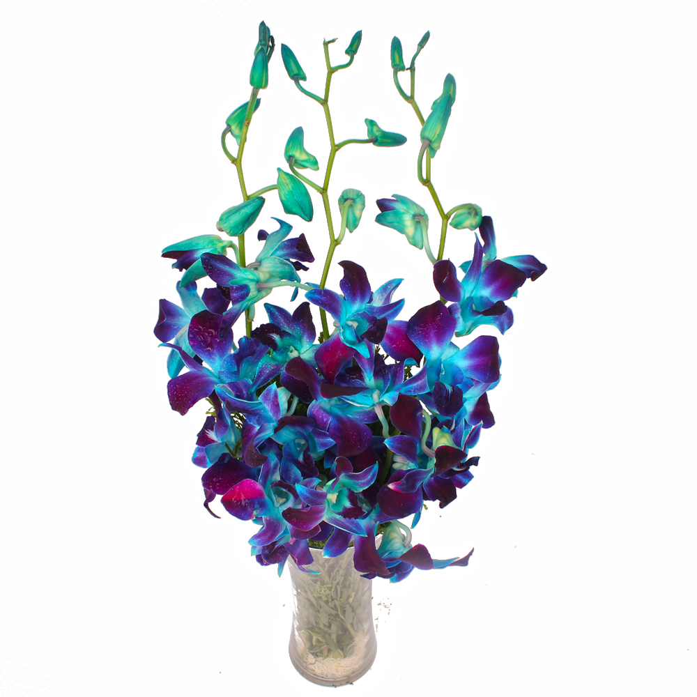 Glass Vase of 6 Stem Blue Orchids