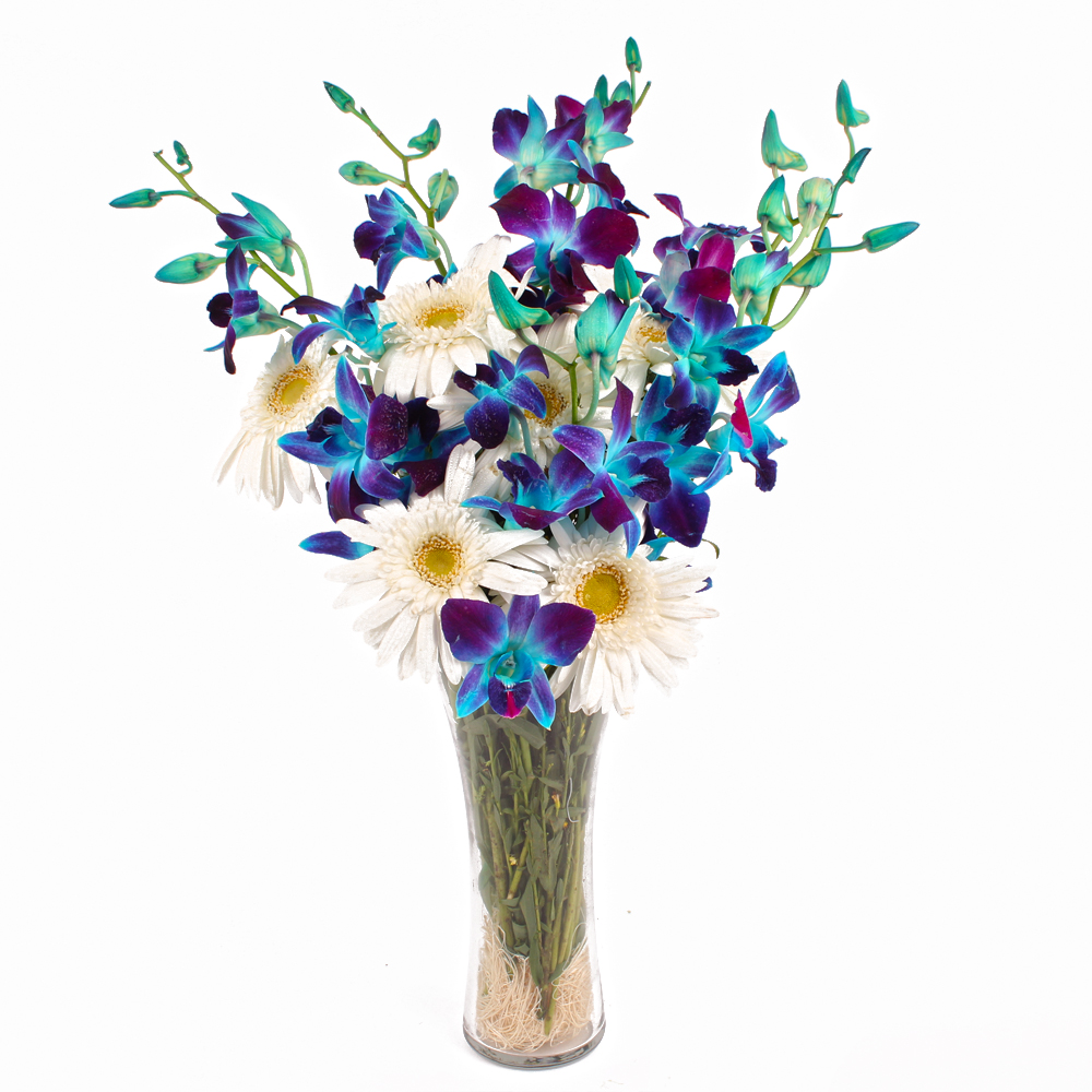 Glass Vase Arrangement of Blue Orchids and White Gerberas