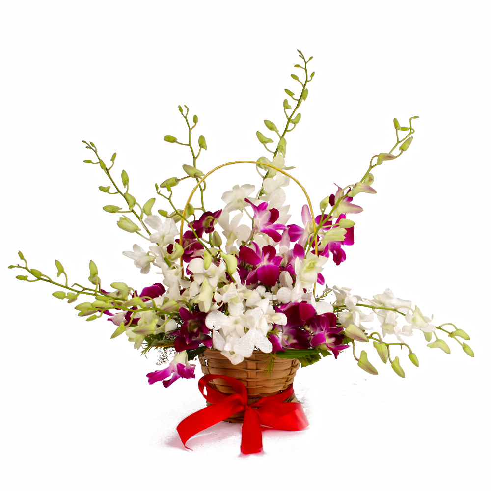 Basket of Dozen Multi Color Orchids