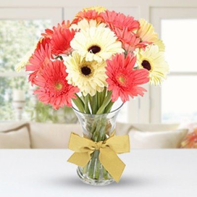 Twin Color Gerberas in Vase