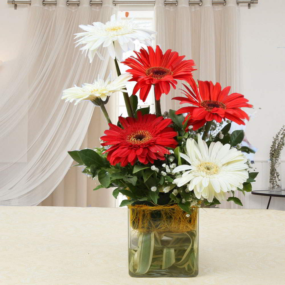 Red and White Gerberas in a Glass Vase