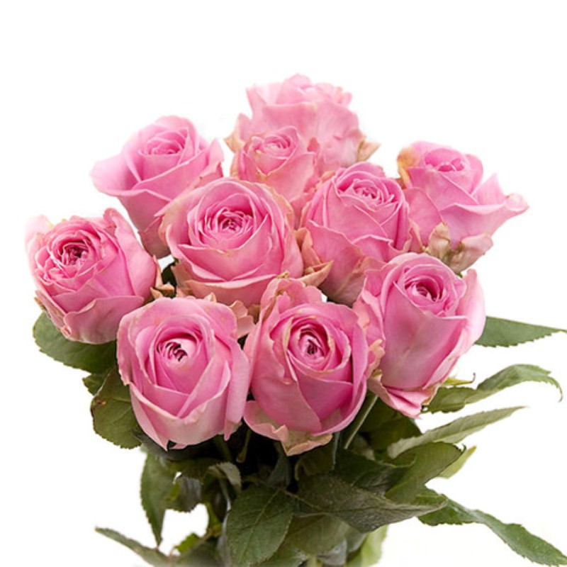 Perfect Love Pink Roses Hand Tied Bunch