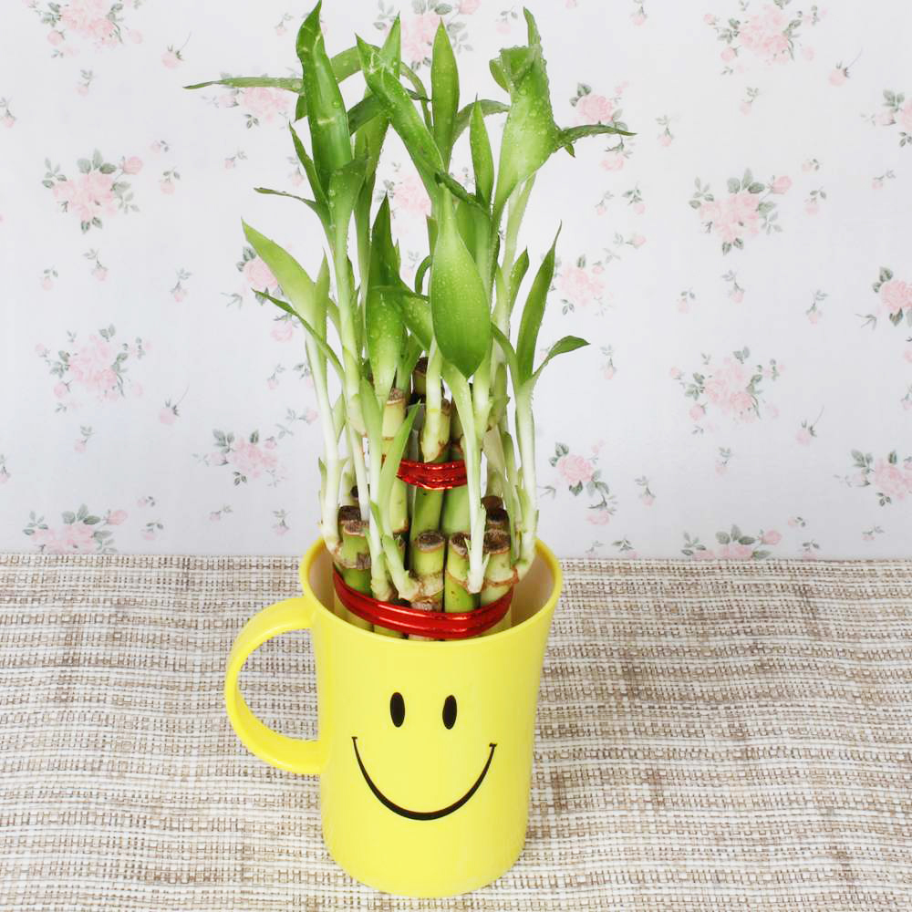 Good Luck Bamboo Plant in a Smiley Mug