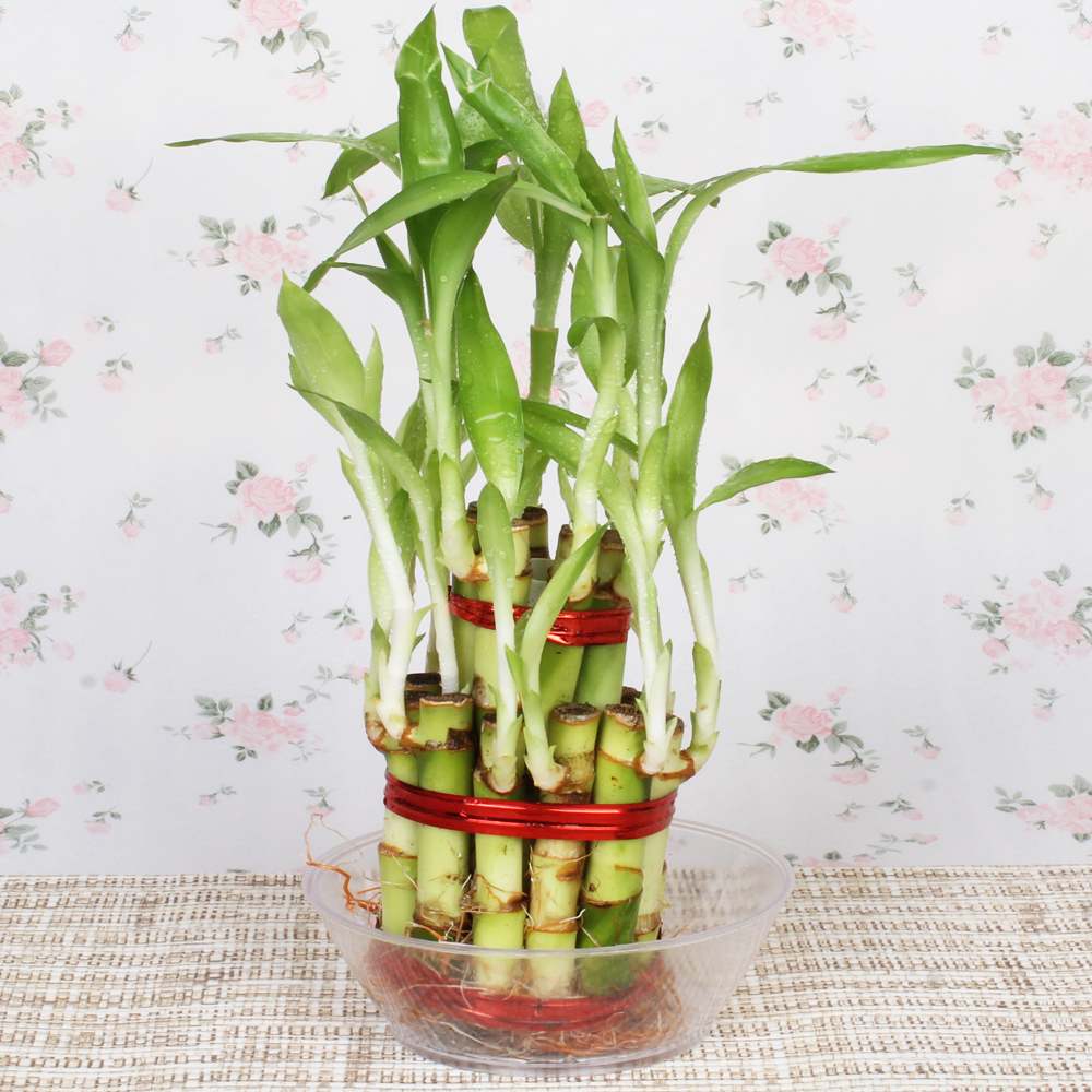 2 Layer Good Luck Bamboo Plant