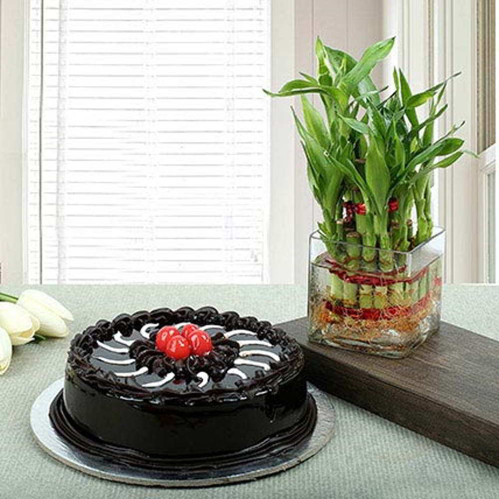 Good Luck Plant with Truffle Chocolate Cake for Mom