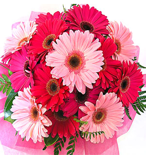 Bright Pink Blooms