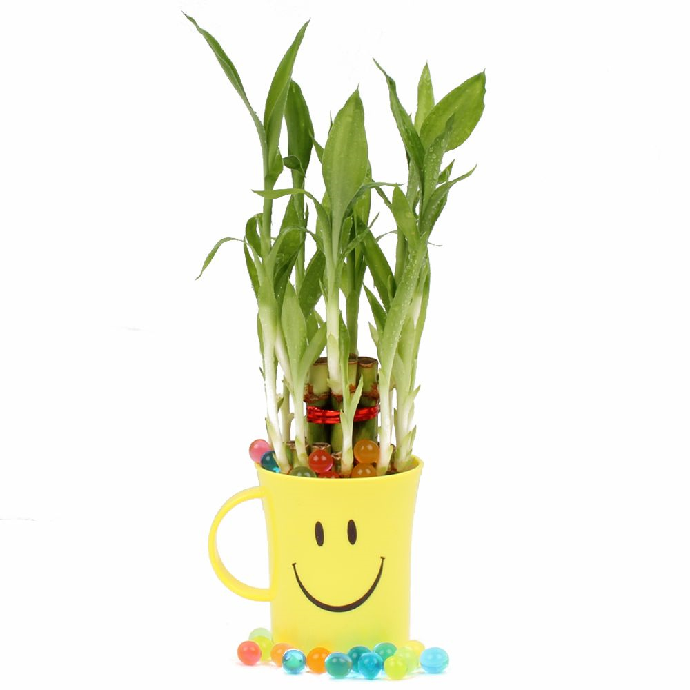 Bamboo Plant in a Smiley Mug