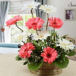 Send Arrangement of Pink and White Gerberas To Hyderabad