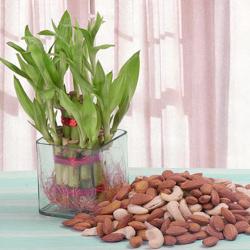 Feng Shui Gifts - Good Luck Plant with Assorted Dry fruits