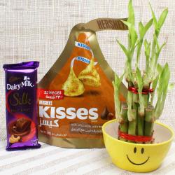 Valentine Lucky Bamboo Plants - Chocolate with Good Luck Plant