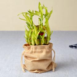 House Warming Gifts for New Home - Two Layer Good Luck Bamboo Plant