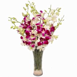 Orchids - White and Purple Orchids Arranged in a Vase
