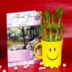 Good Luck Plants - Good Luck Bamboo Plant with Thank you Card.