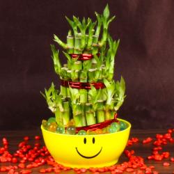 Home Utility Gift - Good Luck Bamboo Plant in a Smiley bowl
