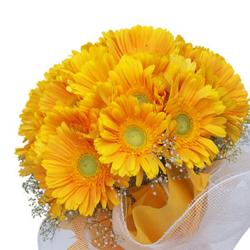 Gerberas - Bouquet of Dozen Yellow Gerberas