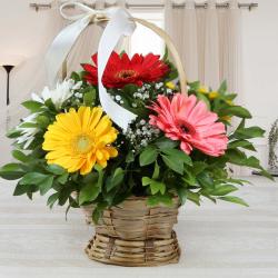 Long Size Flowers Arrangement - Mixed Gerberas Basket Arrangement