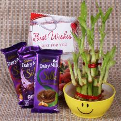 Good Luck Gifts for Her - Good luck bamboo plant with Chocolate