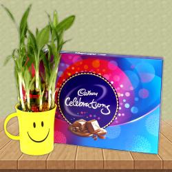 Indian Chocolates - Cadbury Celebration chocolate Box With Good Luck Bamboo Plant