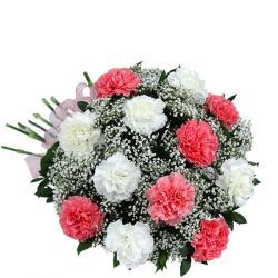 Carnations - Fresh Pink and White Carnations Bunch