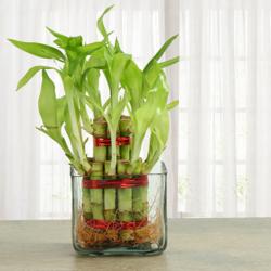 Send Two Layer Lucky Bamboo Indoor Plant To Sonipat