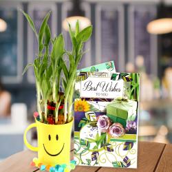 Chocolates for Him - Good Luck Bamboo Plant with Best Wishes Card.
