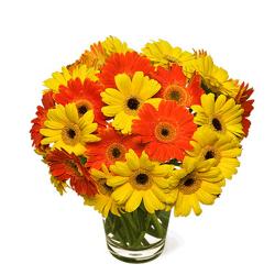 Get Well Soon Flowers - Brighten Gerberas in Vase