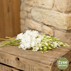 Condolence Gifts for Loss of Father - Stunning White Orchids Bouquet