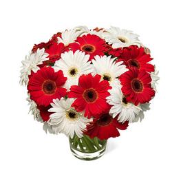 Gerberas - Vase of red and white gerberas