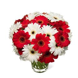 Gerberas - Vase of red and white gerberas