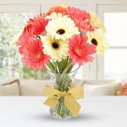 Romantic Flowers - Twin Color Gerberas in Vase