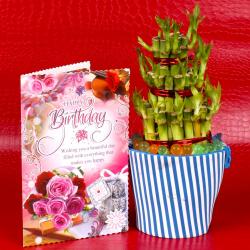 Send Birthday Gift Birthday Greeting Card With Good Luck Plant To Kupwara