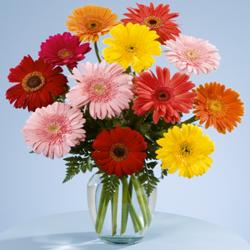 Send Fresh Mix Gerberas Vase To Chandigarh