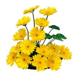 House Warming Flowers - Basket of 15 Yellow gerberas