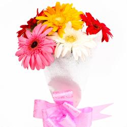 Gifts for Employees - Six Multi Color Gerberas with Tissue Wrapping