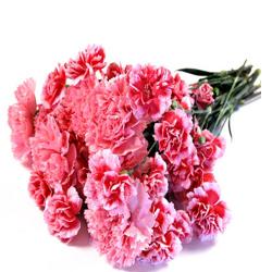 Carnations - Bouquet Of 15 Pink Carnations