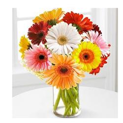 Best Wishes Gifts - Dozen Multi color Gerberas in vase