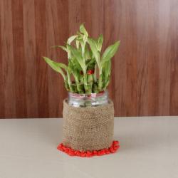 Green Gifts - Good Luck Bamboo Plant Online