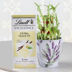 Retirement Gifts for Coworkers - Lindt Chocolates and Good Luck Plant