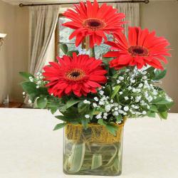 Send Red Gerberas in Glass Vase To Noida