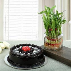 Birthday Fresh Flower Hampers - Good Luck Plant with Truffle Chocolate Cake