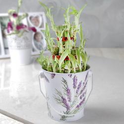 Home Decor Gifts Online - Good Luck Plant in a Bucket