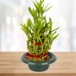 Retirement Gifts for Coworkers - Good Luck Bamboo Plant
