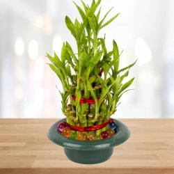 Get Well Soon Gifts for Him - Good Luck Bamboo Plant