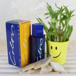 Gift Hampers for Him - Perfume and Sweets with Good Luck Plant