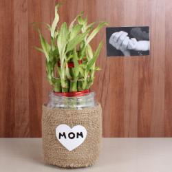 Gifts For Mom - Good Luck Bamboo Plant for MOM