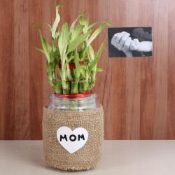 Mothers Day Gifts to Agra - Good Luck Bamboo Plant for MOM