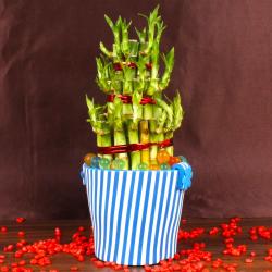 Green Gifts - Good Luck Bamboo Plant in Eva Basket