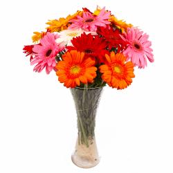 Gifts for Grand Father - Fifteen Multi Colorful Gerberas Arranged in Glass Vase